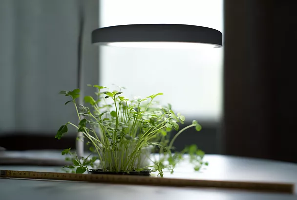 Когда сеять перец и баклажаны на рассаду