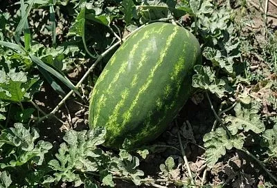 Прививка арбуза: необычный метод для богатого урожая