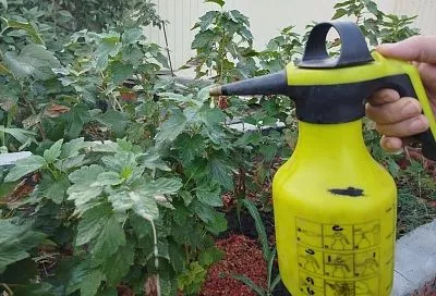 Свежий – слабый: частая причина того, что «Фитоспорин» не действует как надо