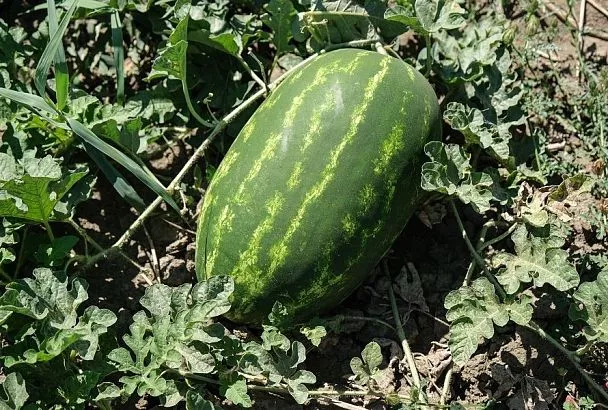 Прививка арбуза: необычный метод для богатого урожая