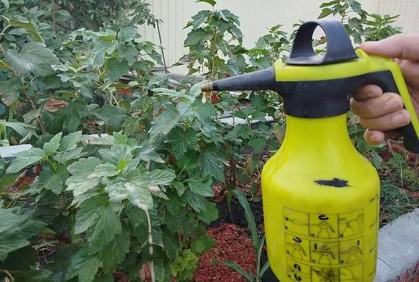 Свежий – слабый: частая причина того, что «Фитоспорин» не действует как надо