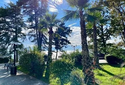 Пальмы, агавы, цитрусовые: более 2,6 тыс. экзотических растений на улицах Сочи подготовят к зиме