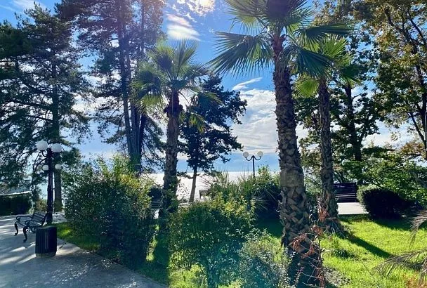 Пальмы, агавы, цитрусовые: более 2,6 тыс. экзотических растений на улицах Сочи подготовят к зиме