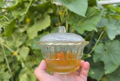 3 ложки меда для огурцов: народная подкормка, которая гарантирует взрывной рост урожая