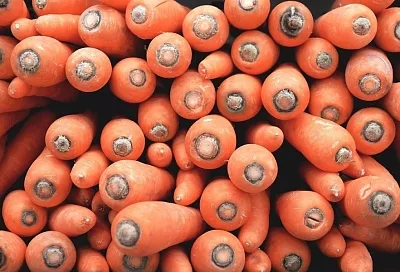 Морковь перезимует: что надо знать для осеннего посева этого корнеплода