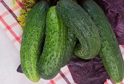 Если огурцы растут кривыми: как за 3 дня вернуть плодам идеальную форму