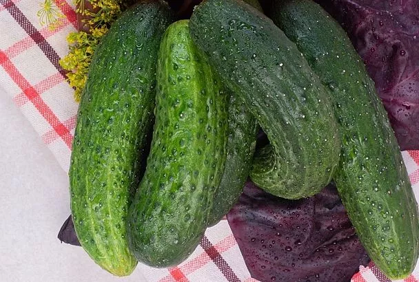 Если огурцы растут кривыми: как за 3 дня вернуть плодам идеальную форму