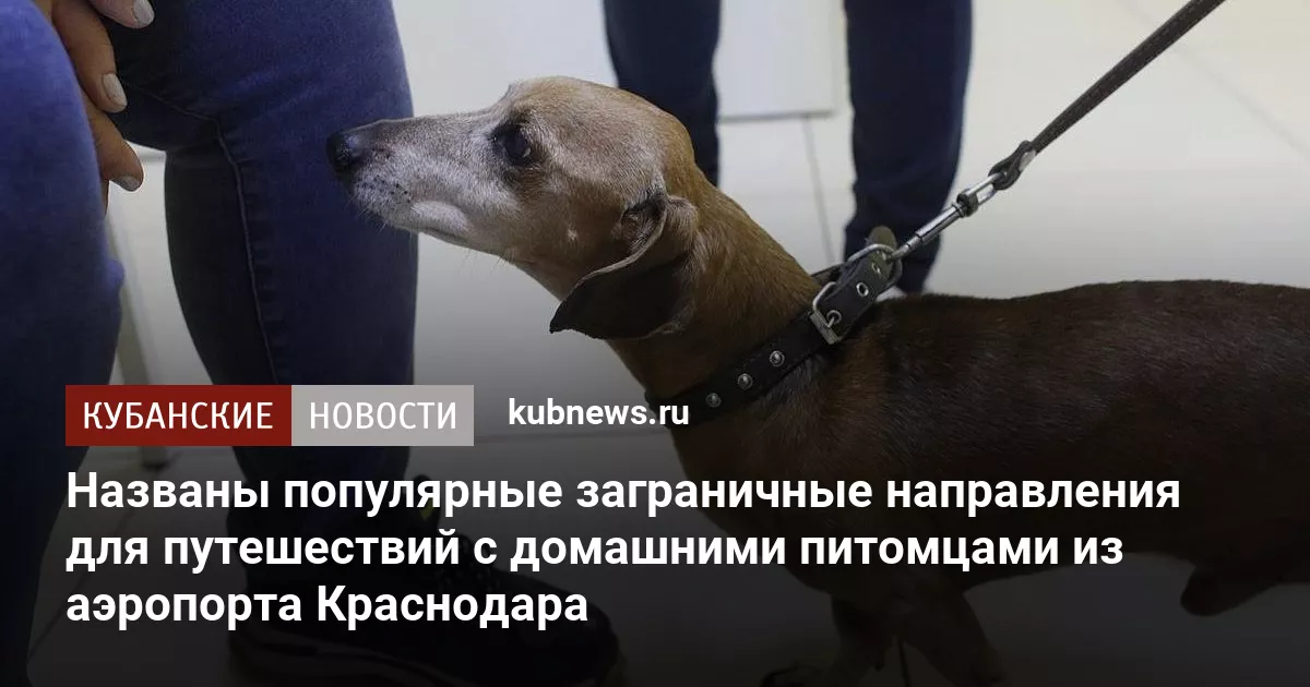 Названы популярные заграничные направления для путешествий с домашними питомцами из аэропорта Краснодара