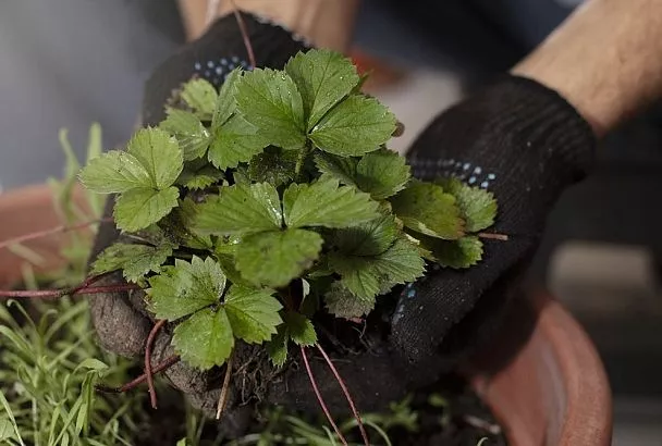 Сажаем клубнику в начале августа: секрет урожая 600 г/м² по методу агронома Сергеева