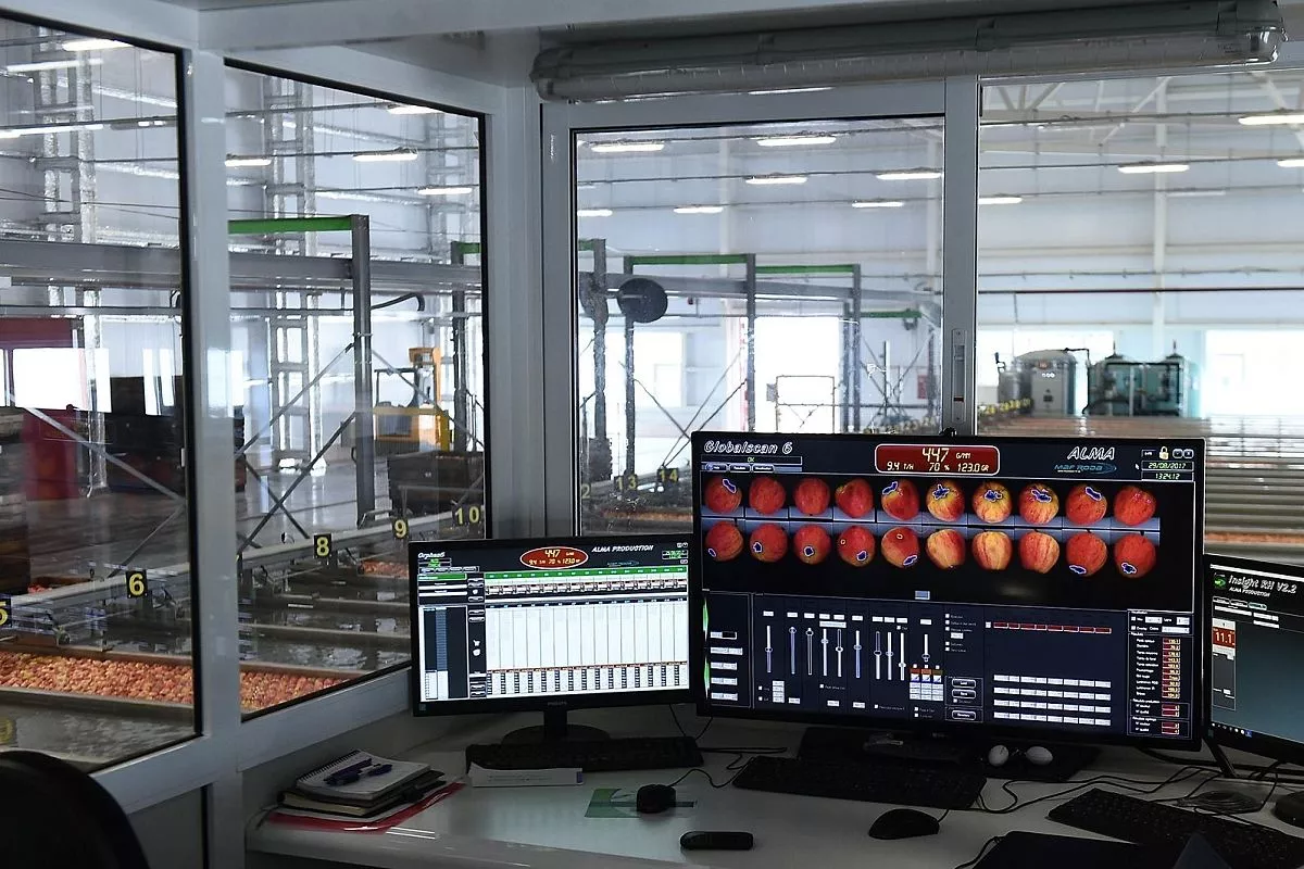 В компании «Алма Продакшн»  выращивают лучшие яблоки