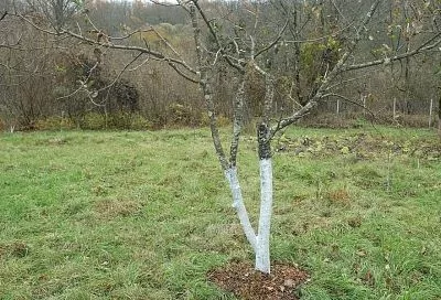 На стволе, но не мох и не лишайник: как обнаружить сажистый грибок и чем он опасен