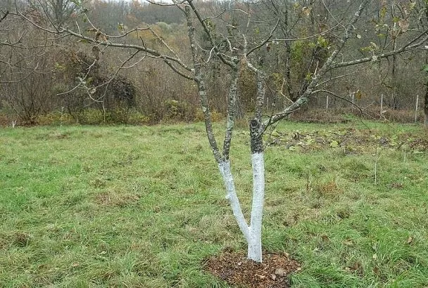 На стволе, но не мох и не лишайник: как обнаружить сажистый грибок и чем он опасен
