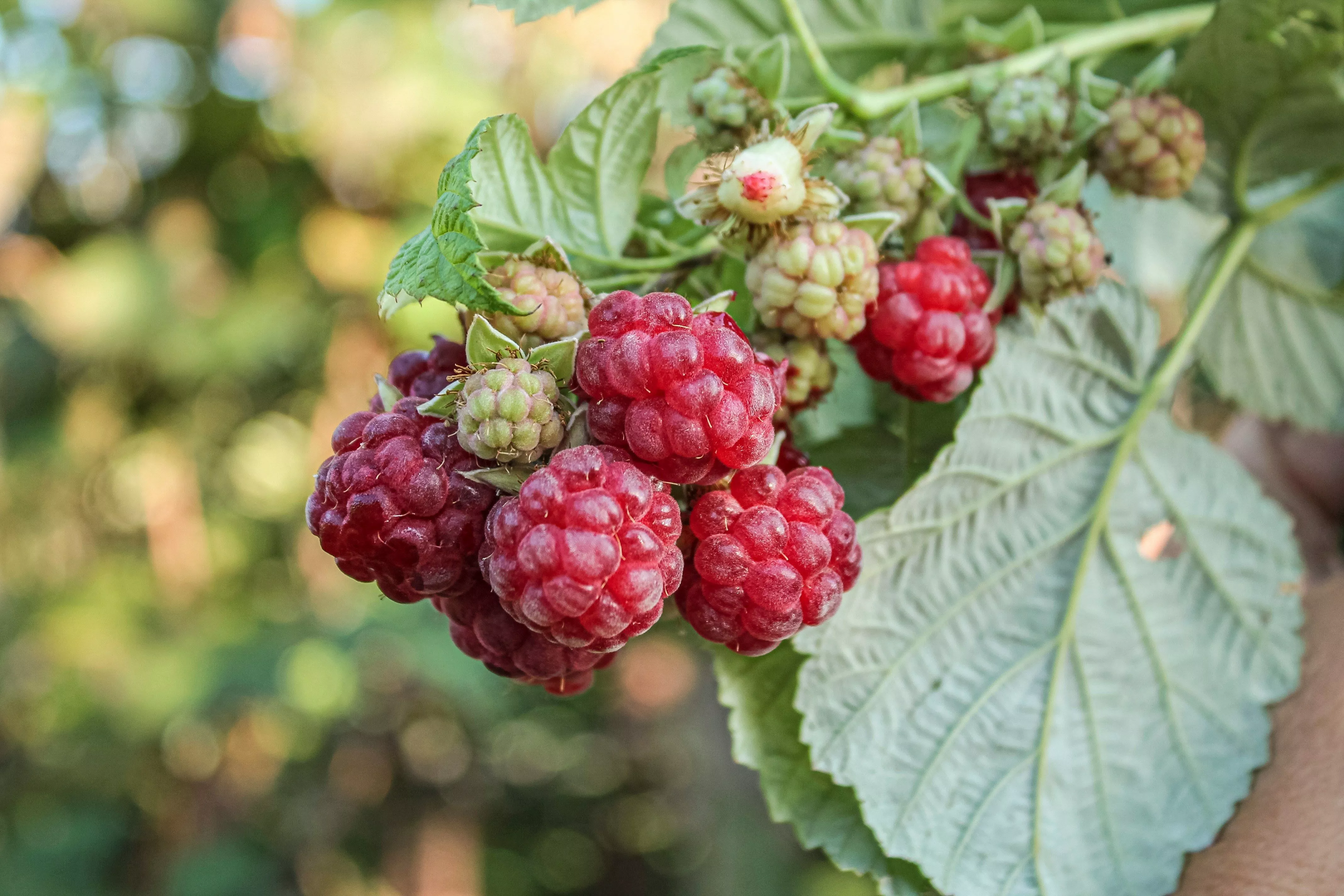 Малине в апреле – как дыхание всему живому: 4 обязательных шага и 1 фатальная ошибка