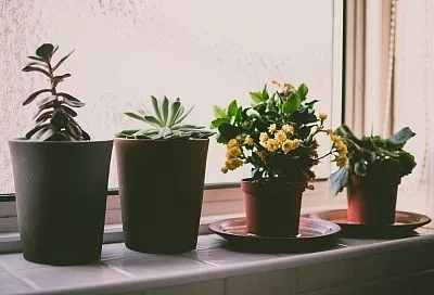 Уход за комнатными растениями: секреты и советы