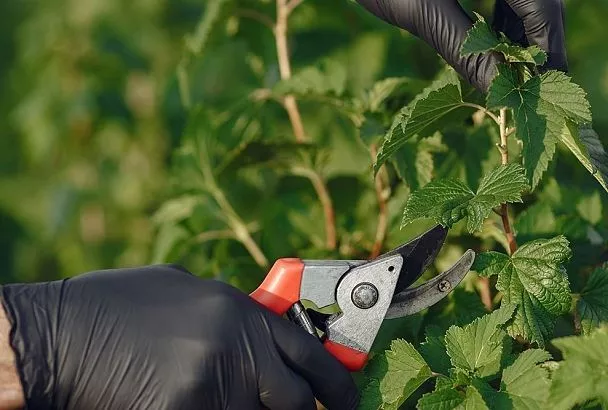 Как обрезать смородину осенью, чтобы летом собрать вдвое больше ягод