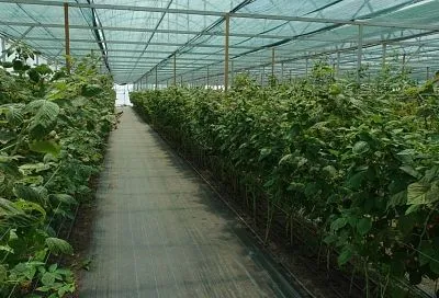Почти 170 кубанских аграриев воспользовались кредитными каникулами от краевого Фонда микрофинансирования.