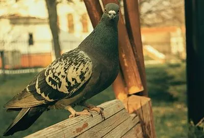 Кормить птиц можно, но осторожно: мусор после кормления обойдётся в 250 тысяч рублей