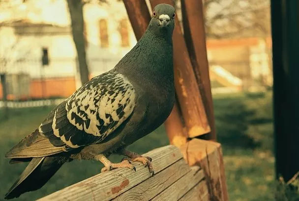 Кормить птиц можно, но осторожно: мусор после кормления обойдётся в 250 тысяч рублей