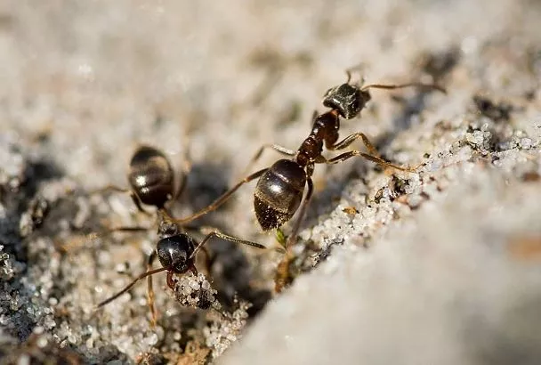 Избавьтесь от муравьев в саду раз и навсегда: 2 убойных средства 