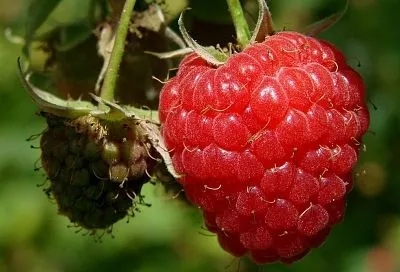 Летняя подкормка малины золой – ваш секрет крупных и сладких ягод: 3 способа