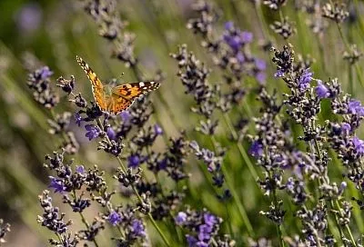 Купите 1 куст лаванды и сделайте из него 10: самый простой способ весеннего размножения – отводками