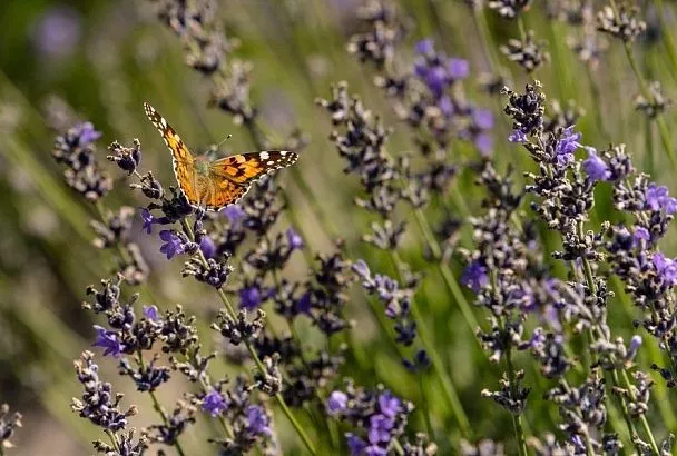 Купите 1 куст лаванды и сделайте из него 10: самый простой способ весеннего размножения – отводками