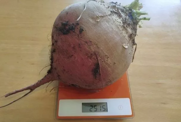 Как вырастить крупную и сочную свеклу: 4 золотых правила