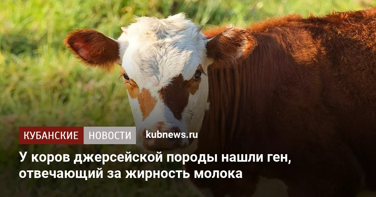 У коров джерсейской породы нашли ген, отвечающий за жирность молока