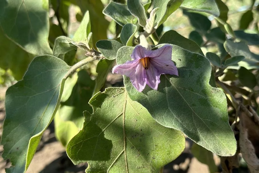 Цветет и ничего: почему у баклажанов начинает неожиданно опадать завязь