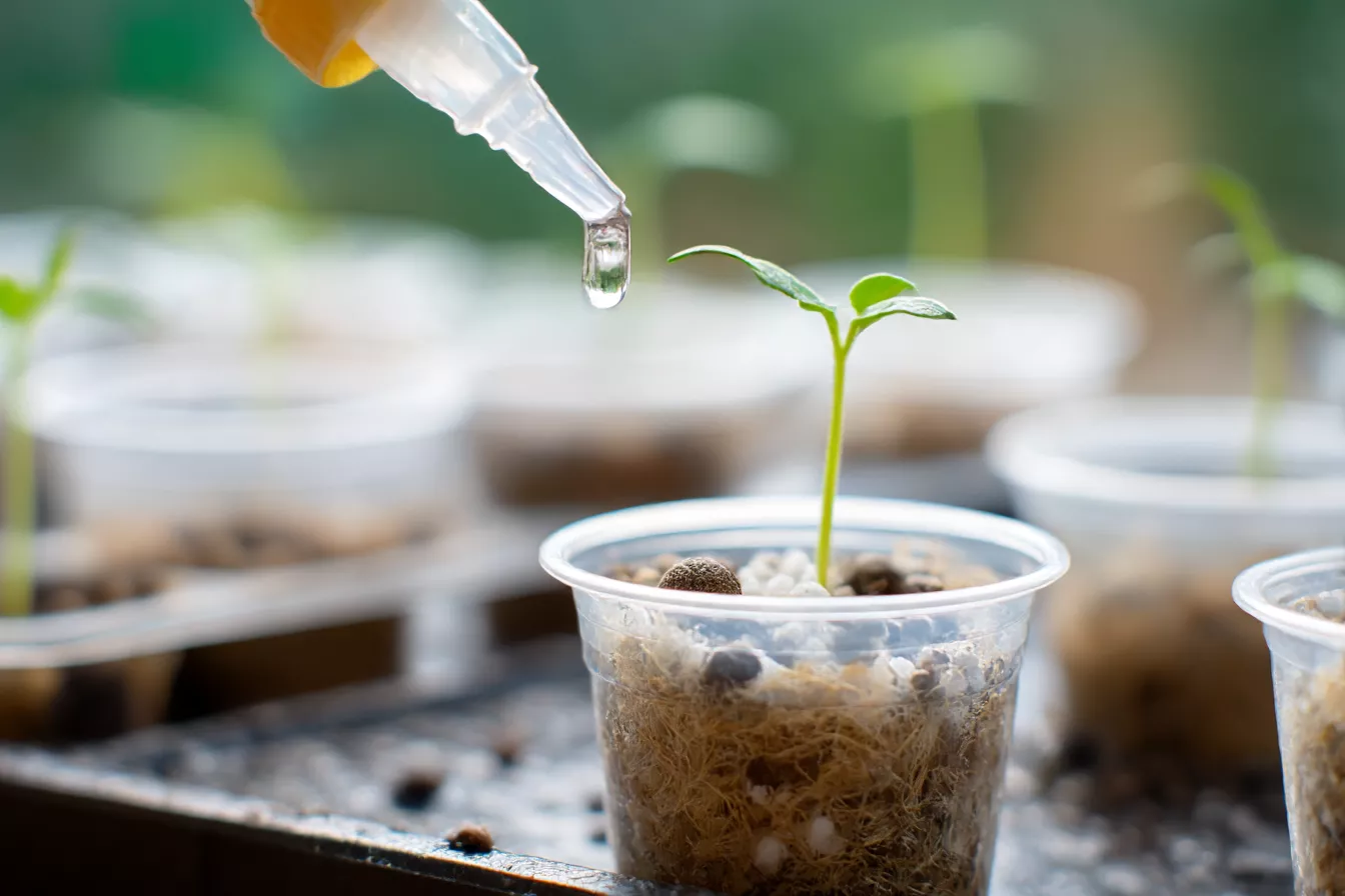 Как не залить рассаду: простой разбор полива в торфяных грунтах