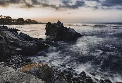 В России создали индикатор мазутного загрязнения Чёрного моря на основе водорослей