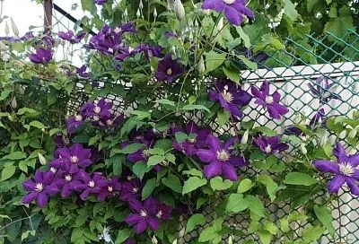 Пусть красоты станет еще больше: размножаем осенью клематис отводками – это так просто