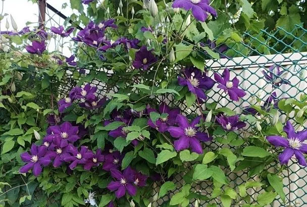 Пусть красоты станет еще больше: размножаем осенью клематис отводками – это так просто