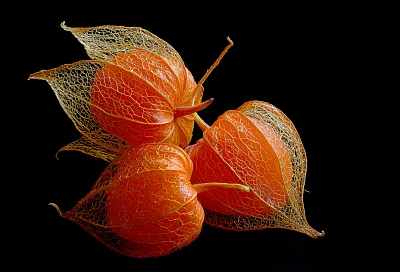Физалис сам падает, сам дозревает, и варенье из него — лучшее в мире