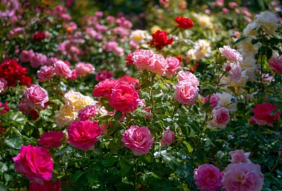 Весенняя обрезка роз: как правильно обрезать после зимы для обильного цветения