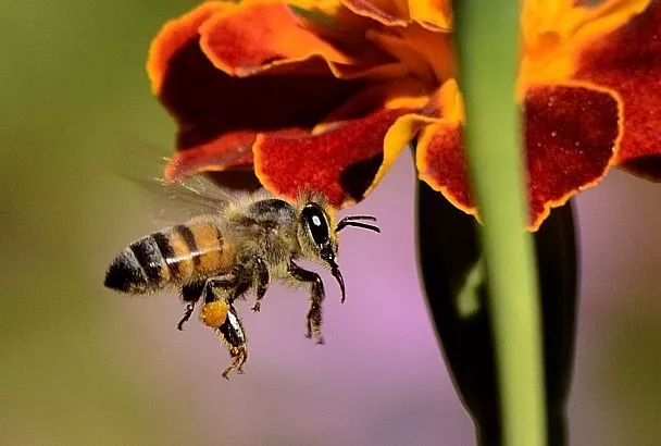 Спасение от анемии из СССР: как пчелиная пыльца повышает гемоглобин 
