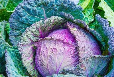 Салат из красной капусты: готовим сочный энергетик от природы за 15 минут