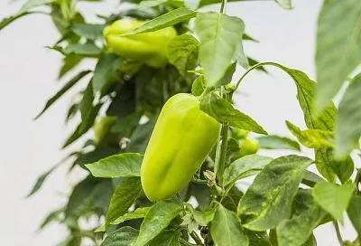 Опрыскал перец раз в 2–3 недели так и забыл про тлю и болезни: метод Галины Кизимы 