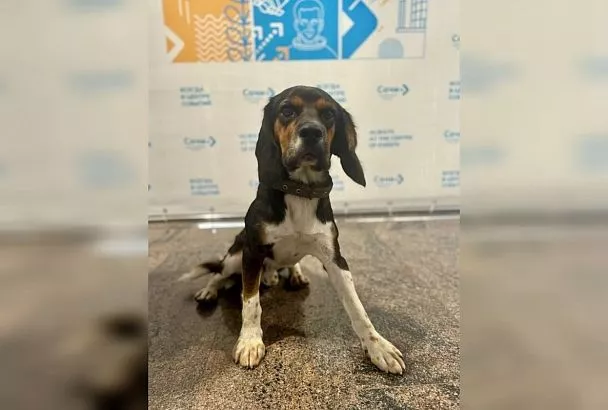 Аэропорт Сочи ищет хозяина Хатико, верно ждавшему два дня в предполетной зоне