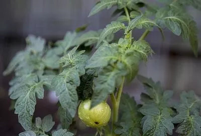 Почему листья рассады помидоров меняют цвет и как это исправить за 3 шага