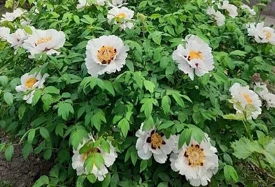 Не цветет пион: специалист рассказала, как помочь этому шикарному растению раскрыться во всей красе