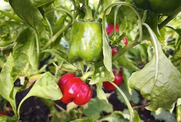 Техническая спелость перцев: что делать с несозревшими плодами