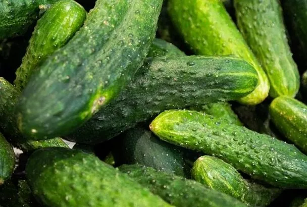 Переросшие огурцы на зиму: идеи для заготовки, чтобы не выбрасывать урожай