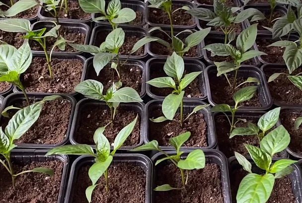 Рассада перца в 2025 году выстрелит, как ракета: 1 чайная ложка под куст – и готовь тару под мега-урожай