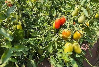 Как правильно обеззаразить почву после фитофтороза томатов: готовимся к следующему урожаю