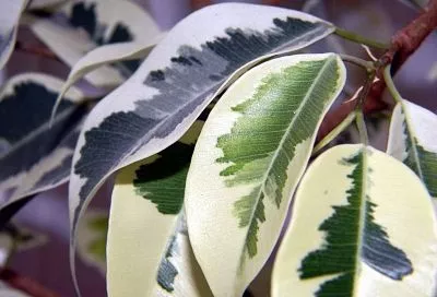 Пять эффективных способов заставить фикус превратиться в красивый куст. Поможет с первого раза!