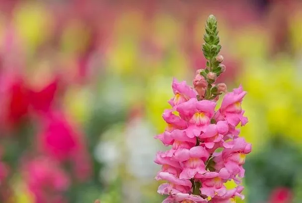 Львиный зев: как вырастить яркий ковер в саду и использовать его в дизайне