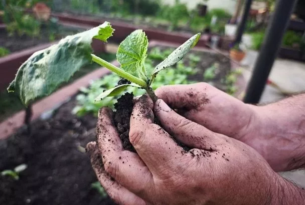 В 28 раз выросли продажи садовых инструментов в Краснодарском крае