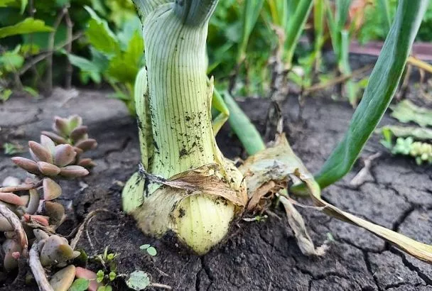 Чтобы лук был с 2 кулака: вы запомните этот урожай навсегда, если сделаете летнюю подкормку так