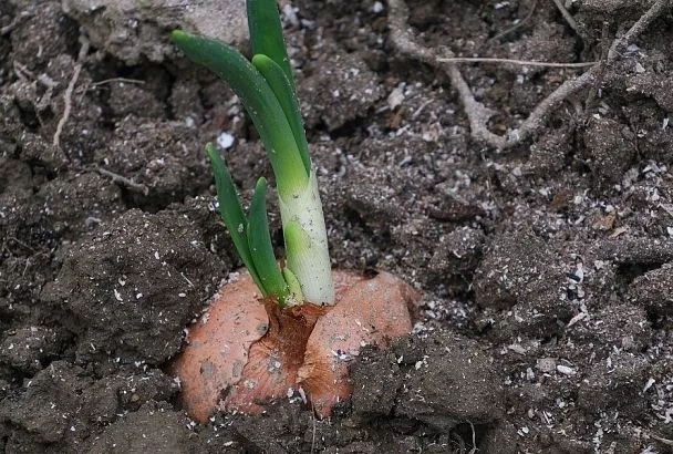 Озимые лук и чеснок весной: чем подкормить именно сейчас, чтобы потом получить урожай всем на зависть